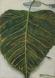 Setula and Leaf